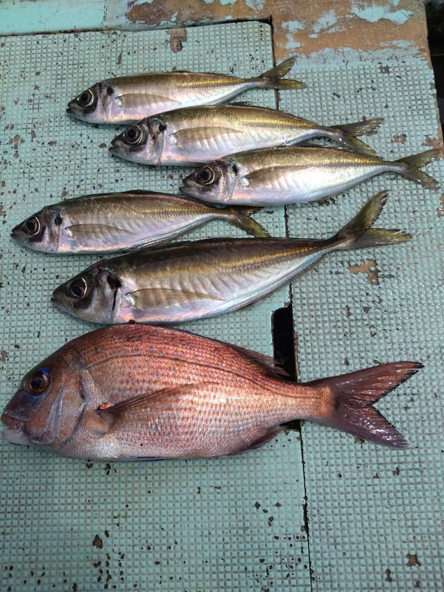 タイ(マダイ)・アジ(マアジ)