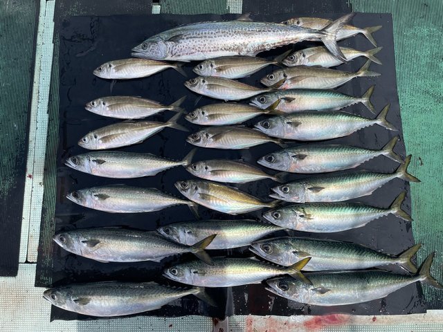 マアジ・マサバ・サワラ