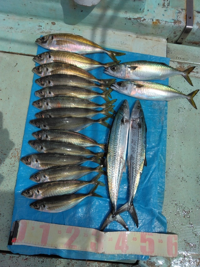 マアジ・マサバ・サゴシ(サワラ)