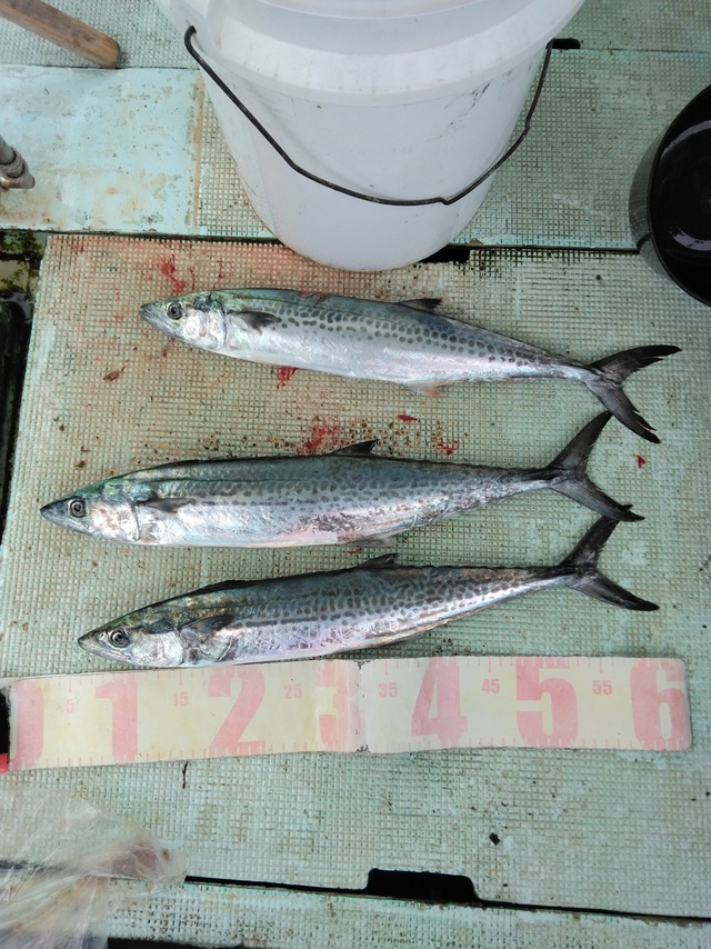 サゴシ(サワラ)