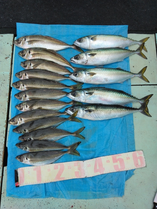 マアジ・マサバ