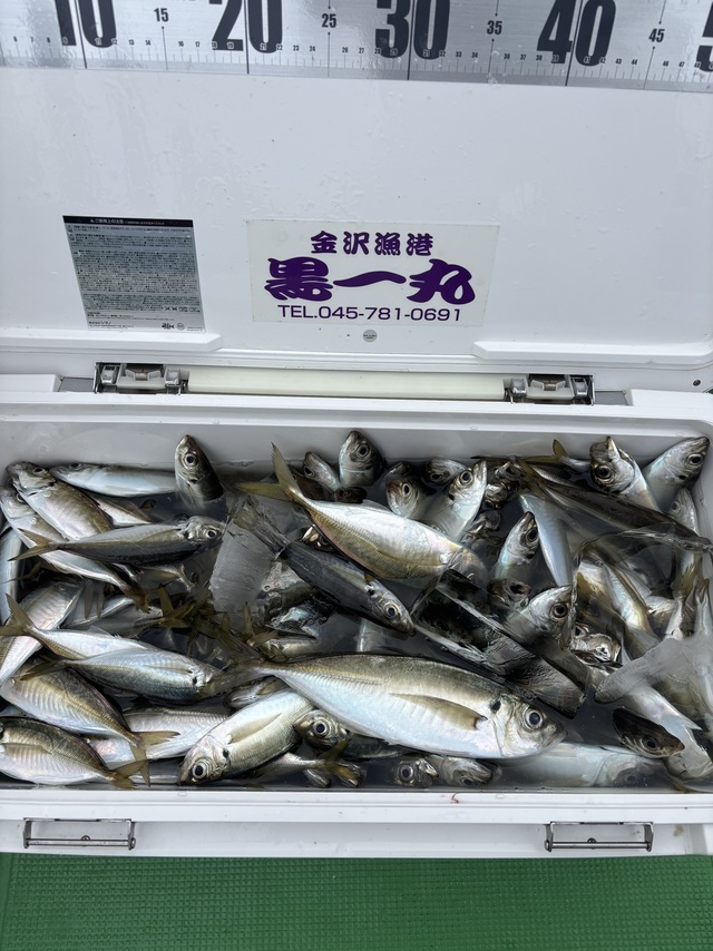 アジ(マアジ)