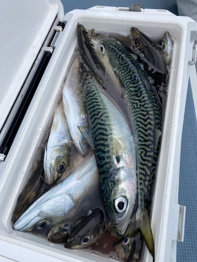 アジ(マアジ)・マサバ