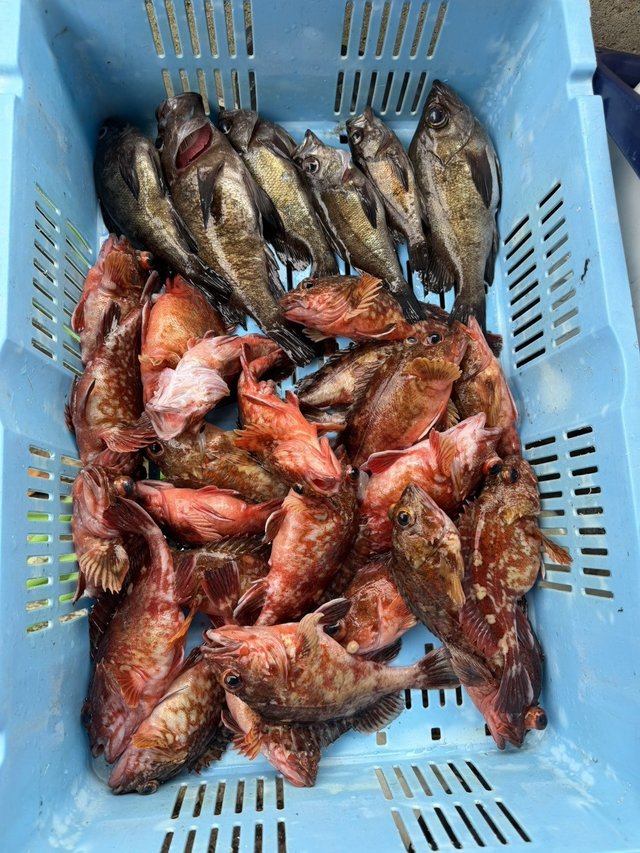 ガシラ(カサゴ)・メバル