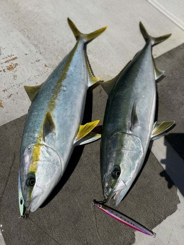 サンパク(ブリ)・ヒラマサ