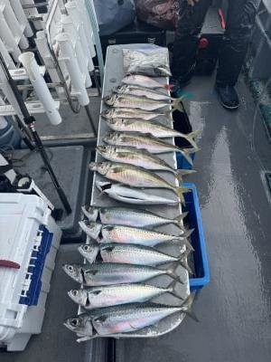 マアジ・サバ(ゴマサバ)