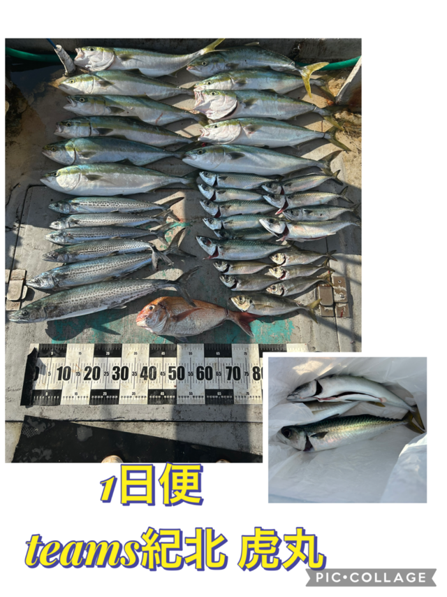 タイ(マダイ)・アジ(マアジ)・メジロ(ブリ)・マサバ・サゴシ(サワラ)