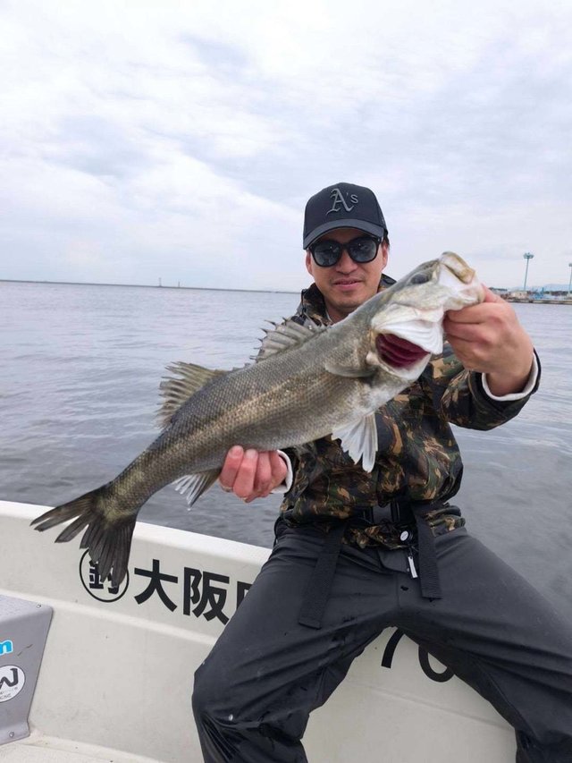 シーバス(スズキ)