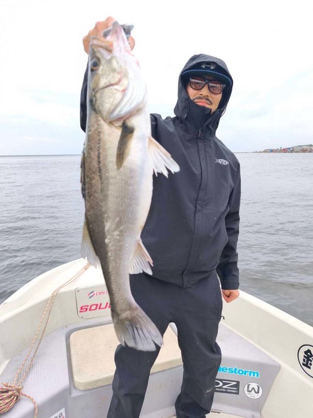 シーバス(スズキ)