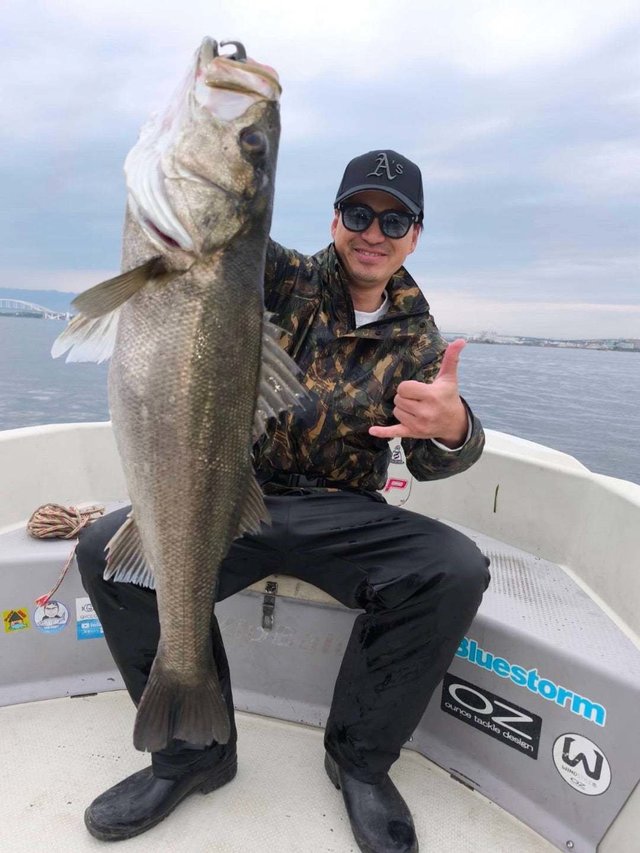 シーバス(スズキ)