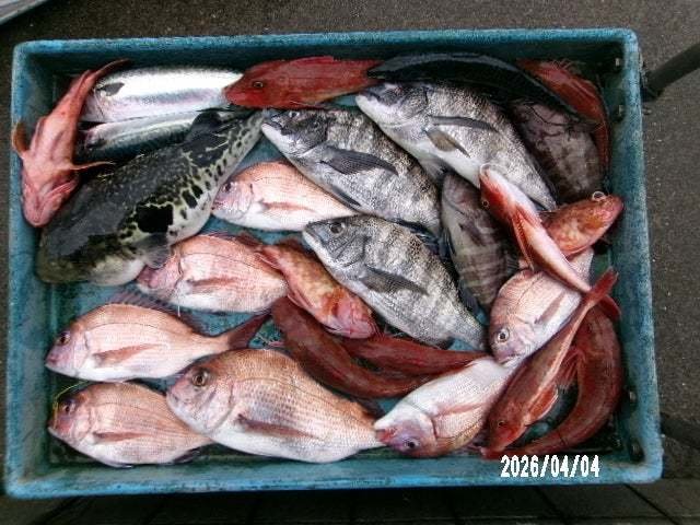 タイ(マダイ)・クロダイ・カサゴ・ホウボウ・トラフグ・ハタ(マハタ)・サバ(ゴマサバ)
