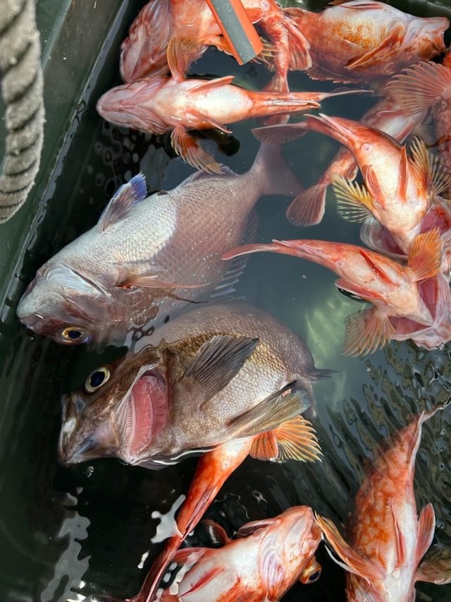 マダイ・アラカブ(カサゴ)