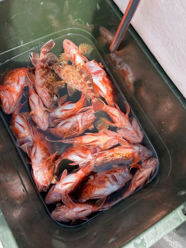 アラカブ(カサゴ)