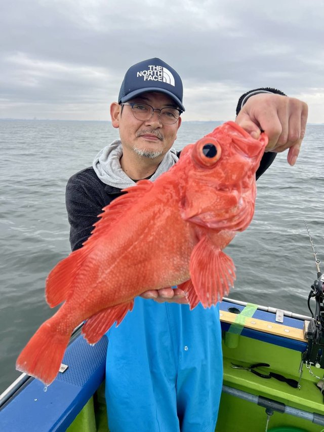 ベニアコウ(オオサガ)