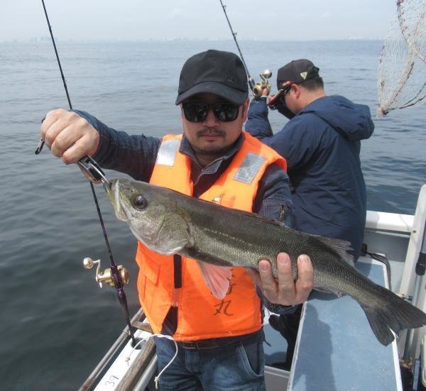 シーバス(スズキ)