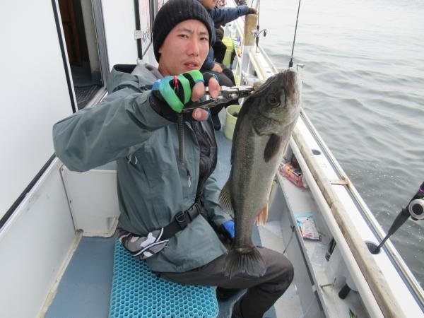 シーバス(スズキ)