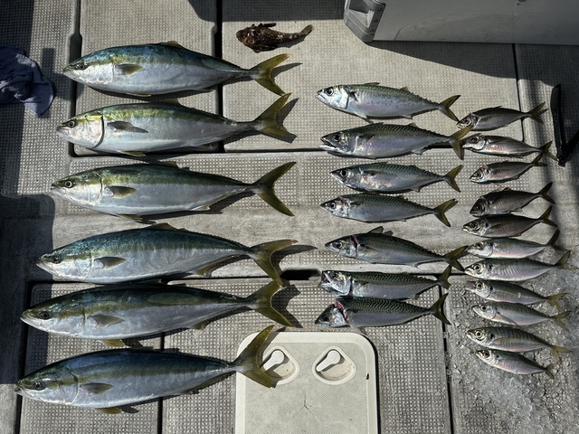 アジ(マアジ)・メジロ(ブリ)・サバ(マサバ)・オコゼ(オニオコゼ)