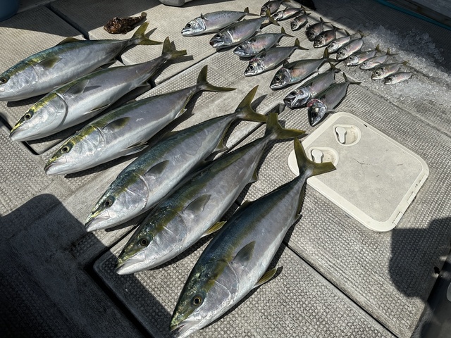 アジ(マアジ)・メジロ(ブリ)・サバ(マサバ)・オコゼ(オニオコゼ)