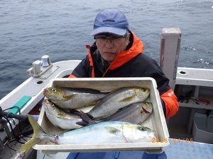 ハマチ(ブリ)・イサキ