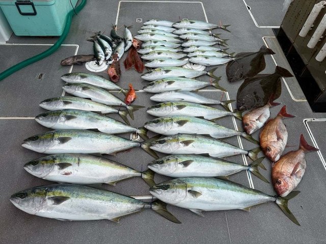 マダイ・アジ(マアジ)・ハマチ(ブリ)・カサゴ・ヒラメ