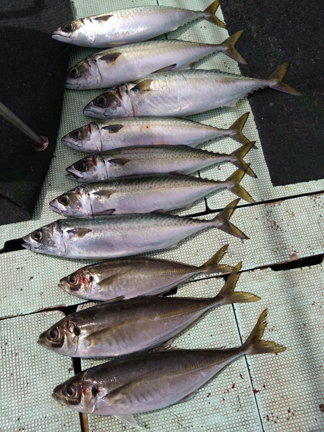 アジ(マアジ)・サバ(マサバ)