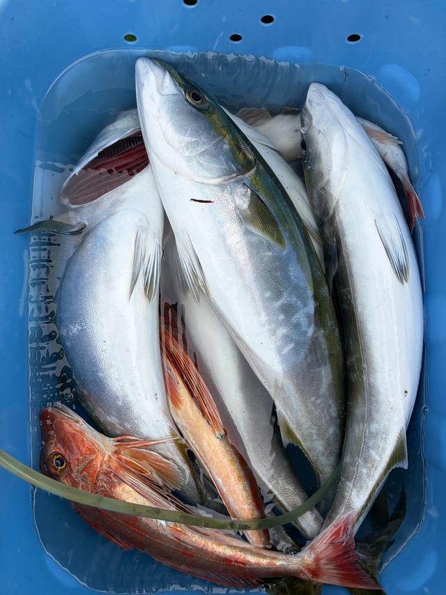 イナダ(ブリ)・ホウボウ