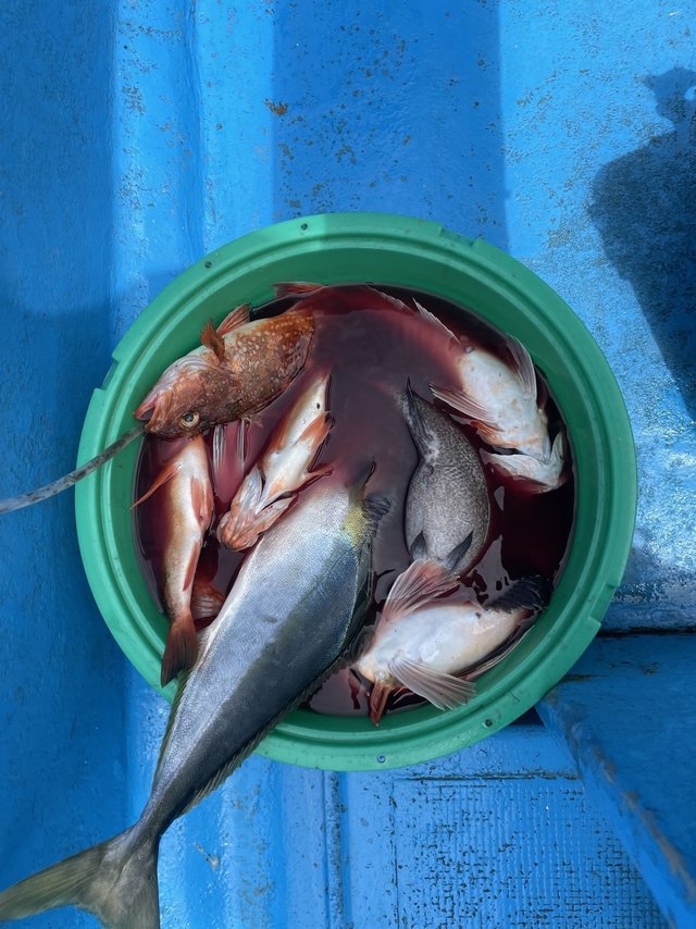 ワラサ(ブリ)・ウッカリカサゴ・マゾイ(キツネメバル)