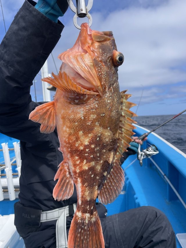 ウッカリカサゴ