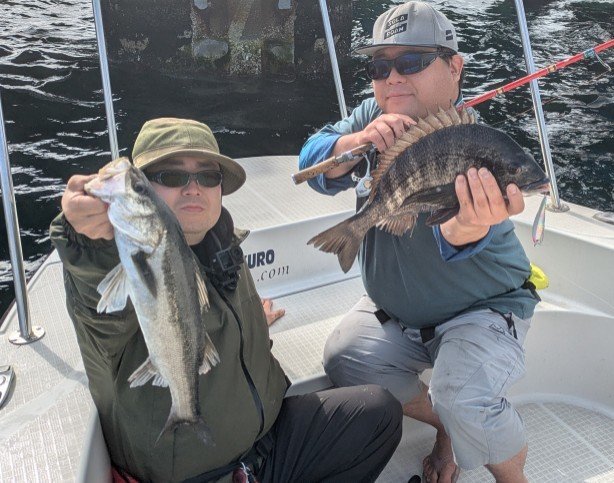 クロダイ・シーバス(スズキ)