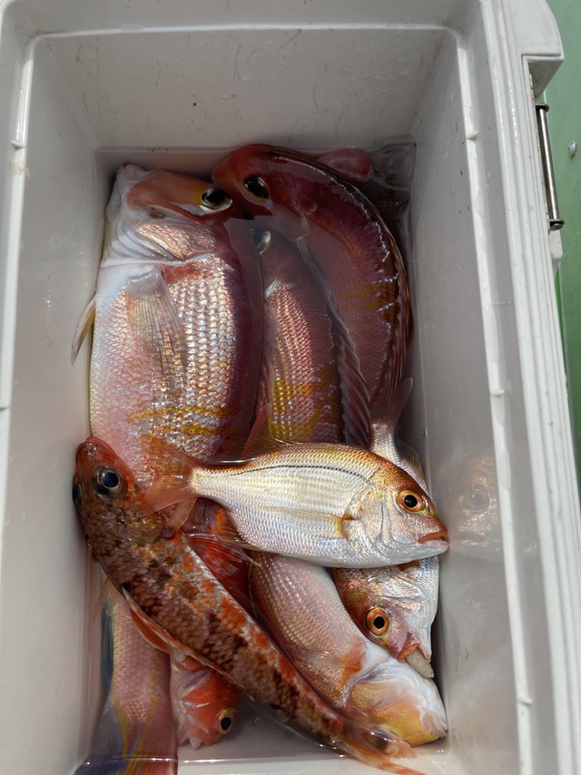 アマダイ(アカアマダイ)