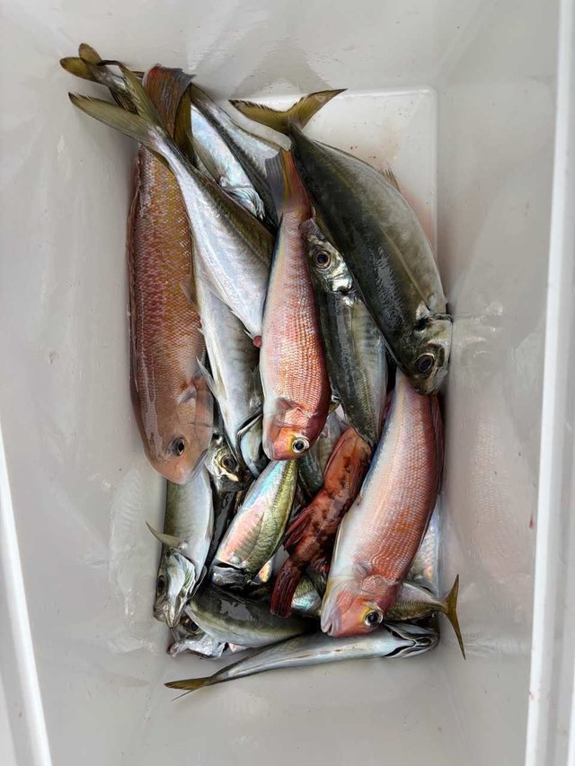 アジ(マアジ)・アカアマダイ・シロアマダイ・カサゴ