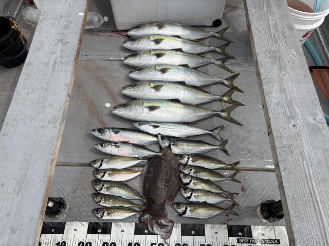 アジ(マアジ)・メジロ(ブリ)・サバ(マサバ)・サゴシ(サワラ)・モンゴウイカ(カミナリイカ)