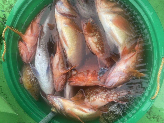 カサゴ・メバル