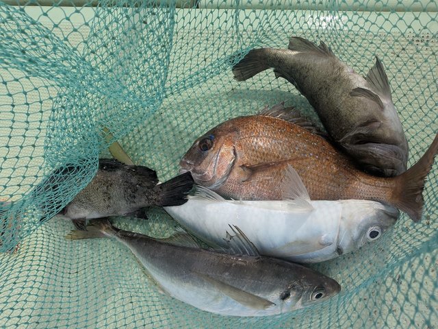 タイ(マダイ)・アジ(マアジ)・メバル