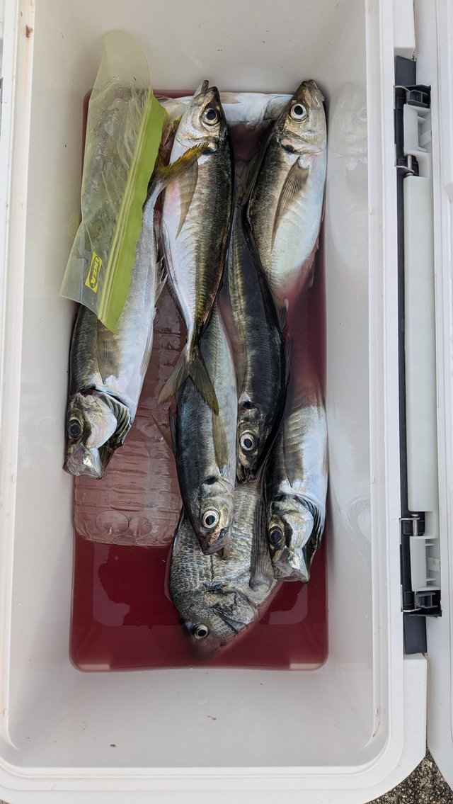 クロダイ・アジ(マアジ)