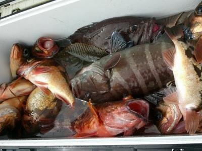 カサゴ・ハタ(マハタ)・オキメバル(ウスメバル)