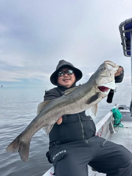 シーバス(スズキ)