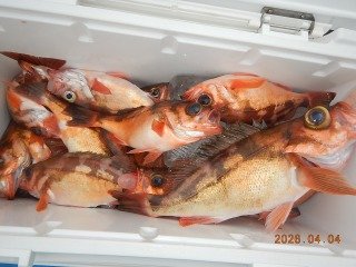 オキメバル(ウスメバル)