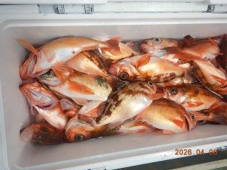 オキメバル(ウスメバル)