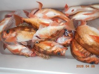 オキメバル(ウスメバル)