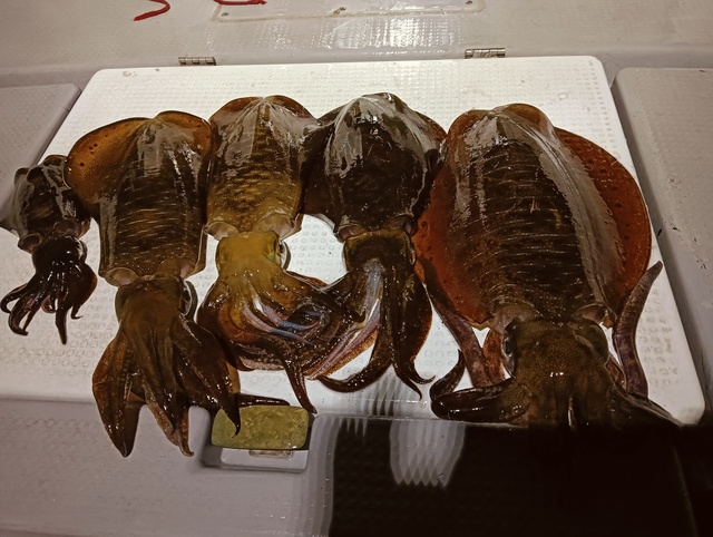 アオリイカ