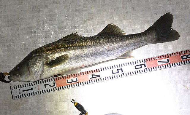 シーバス(スズキ)