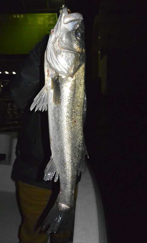 シーバス(スズキ)