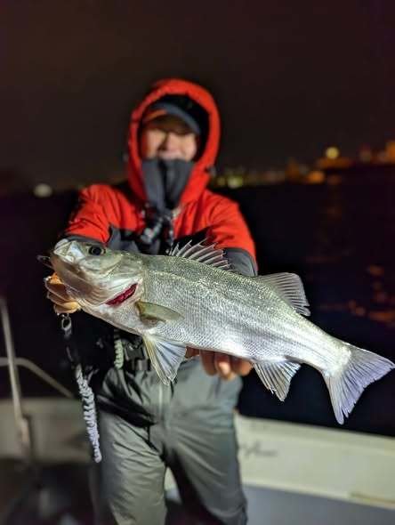 シーバス(スズキ)