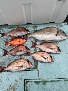 マダイ・キントキ(チカメキントキ)