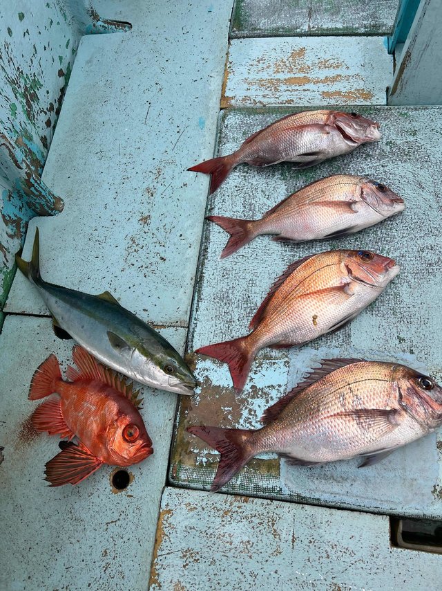 マダイ・イナダ(ブリ)・キントキ(チカメキントキ)