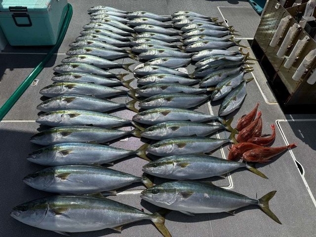 ハマチ(ブリ)・ホウボウ