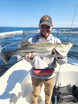 シーバス(スズキ)