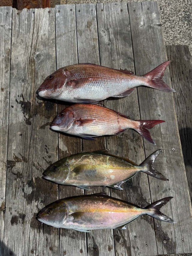 マダイ・カンパチ