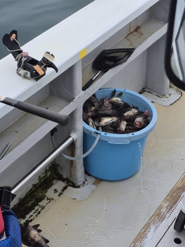 クロメバル(メバル)